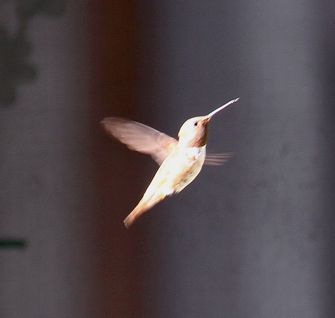 Rufous Hummingbird - ML383306841