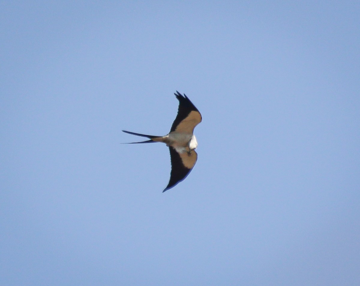 Swallow-tailed Kite - Elby Anderson A Silva