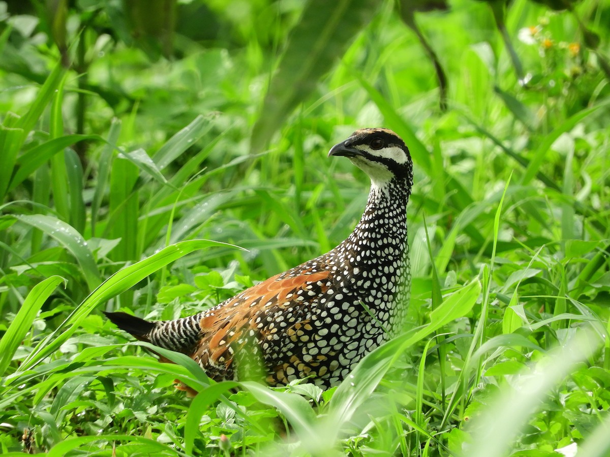 Chinese Francolin - ML383314091
