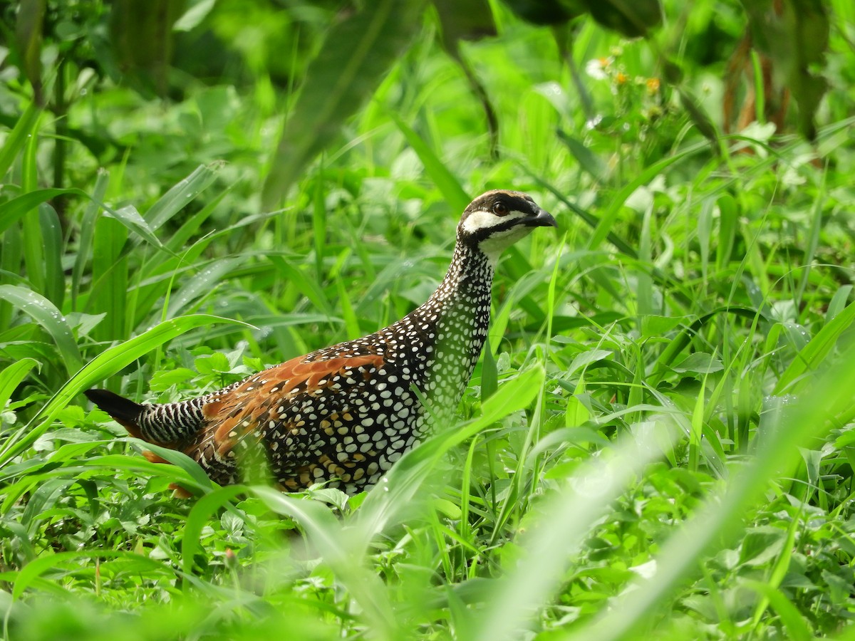 Chinese Francolin - ML383314111