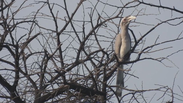 Indian Gray Hornbill - ML383314221