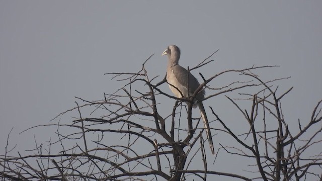 Indian Gray Hornbill - ML383314931