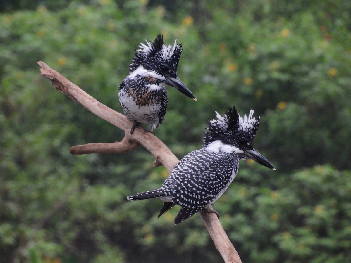 Crested Kingfisher - ML383315301