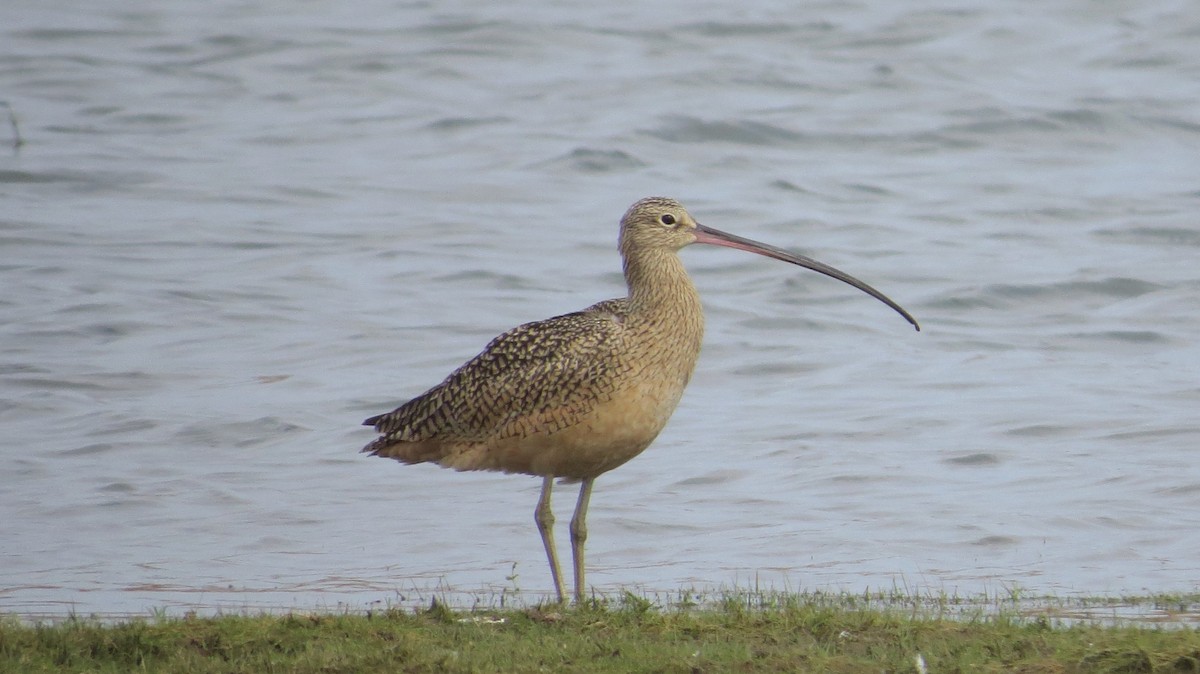 Long-billed Curlew - ML38331671