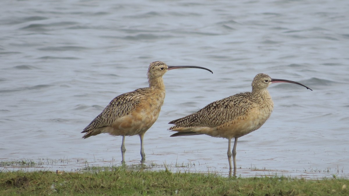 Long-billed Curlew - ML38331681