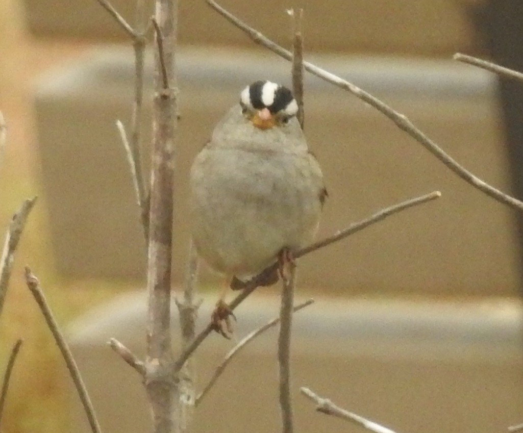 White-crowned Sparrow - ML38331691