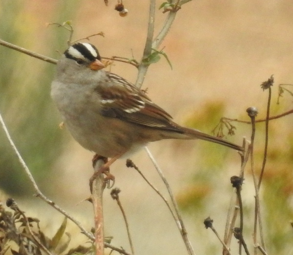 White-crowned Sparrow - David Plotkin