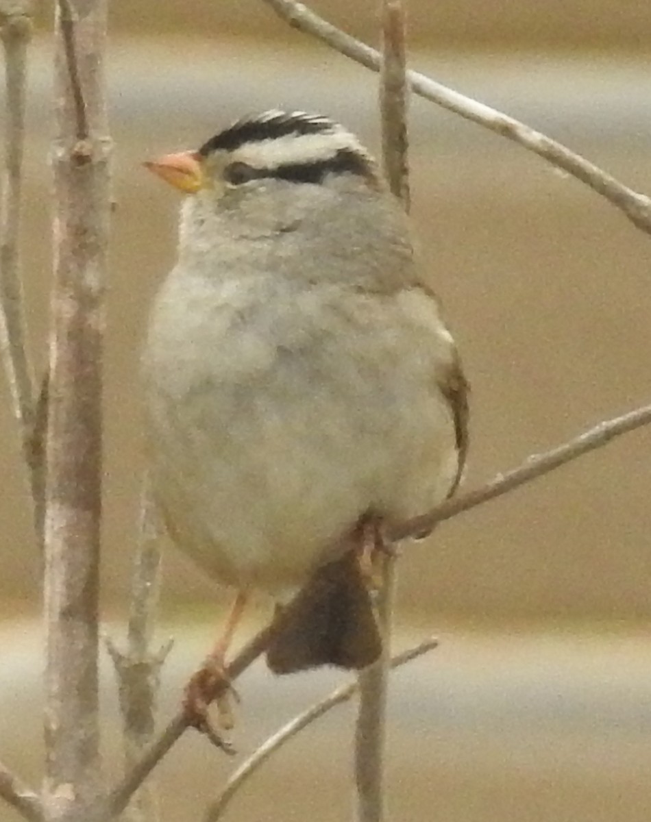 White-crowned Sparrow - ML38331711
