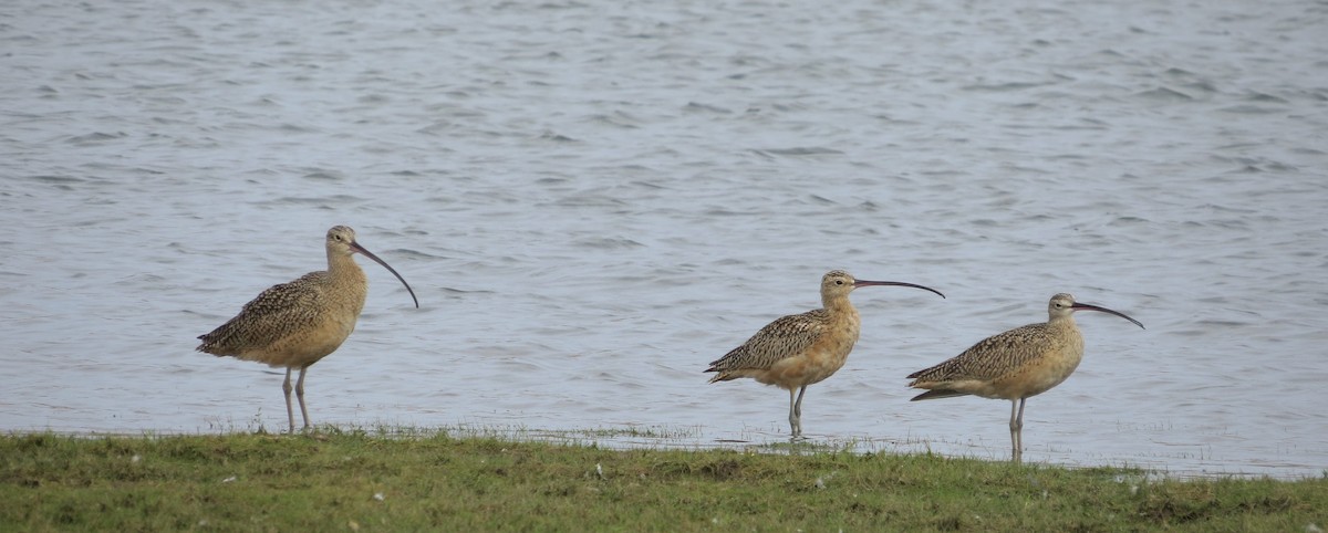 Long-billed Curlew - ML38331721