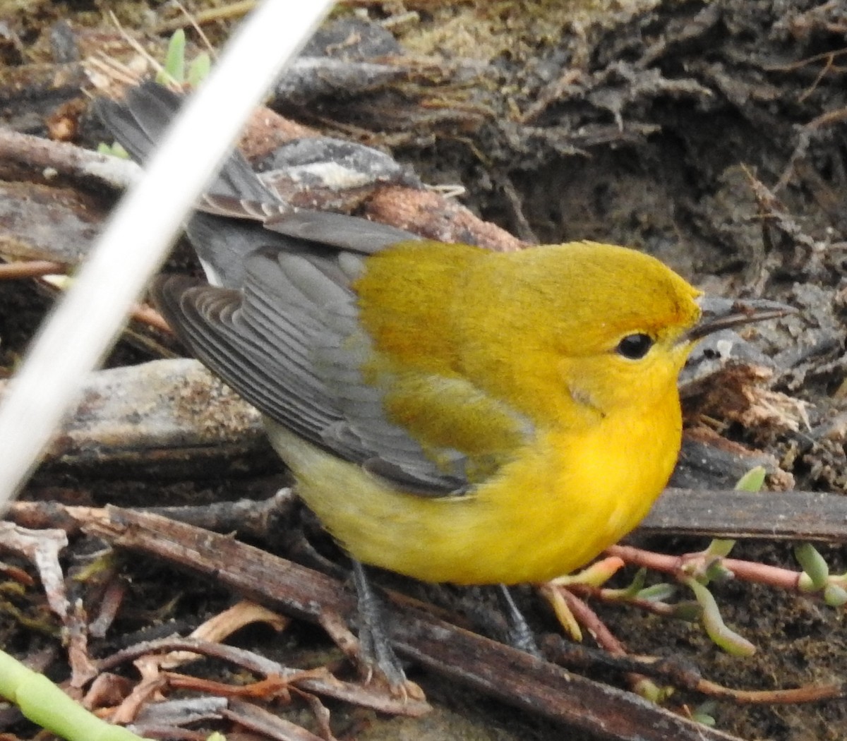 Prothonotary Warbler - ML38331841