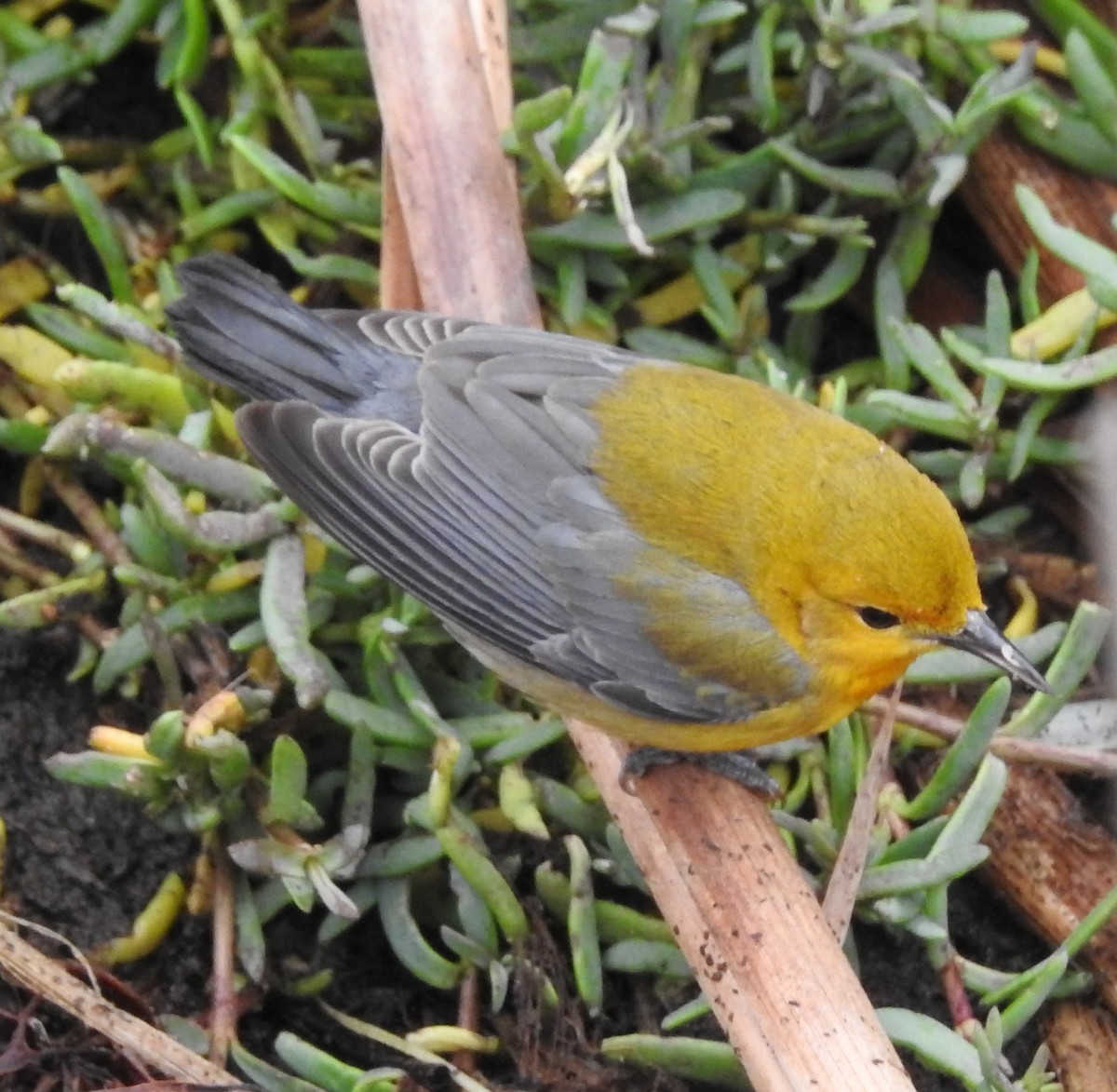 Prothonotary Warbler - ML38331851