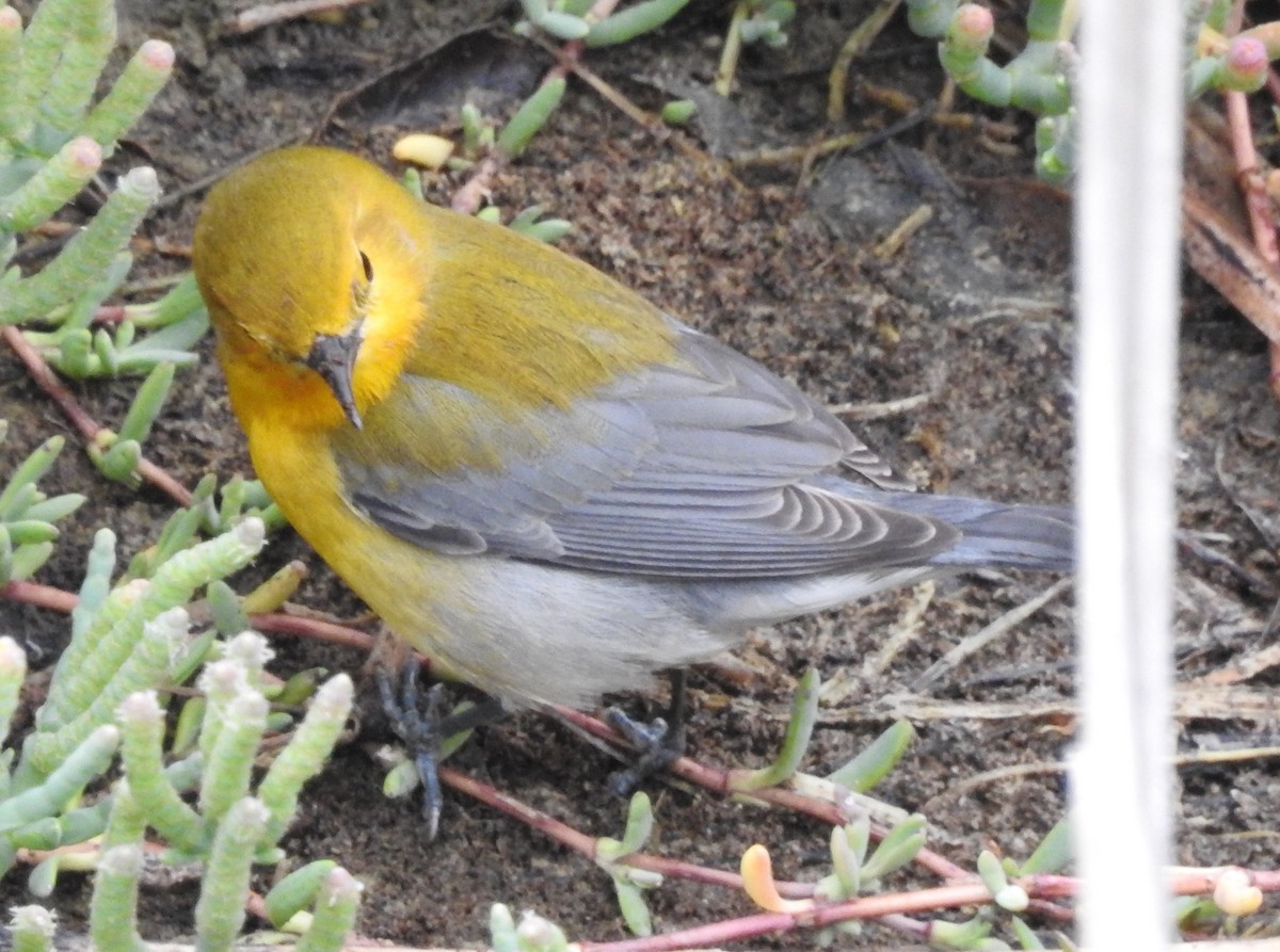 Prothonotary Warbler - ML38331861