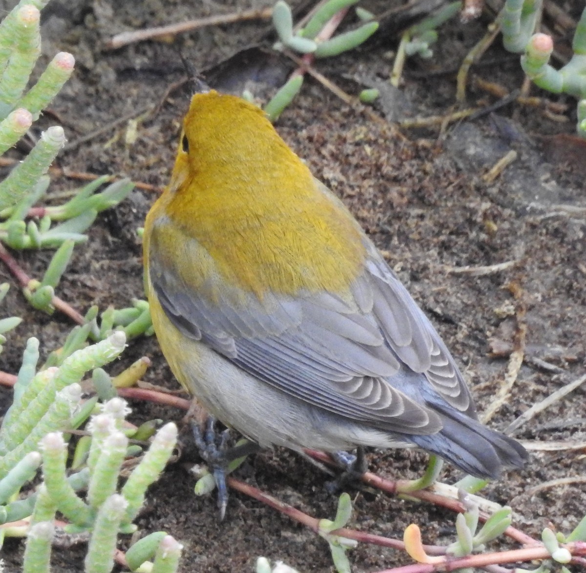 Prothonotary Warbler - ML38331871