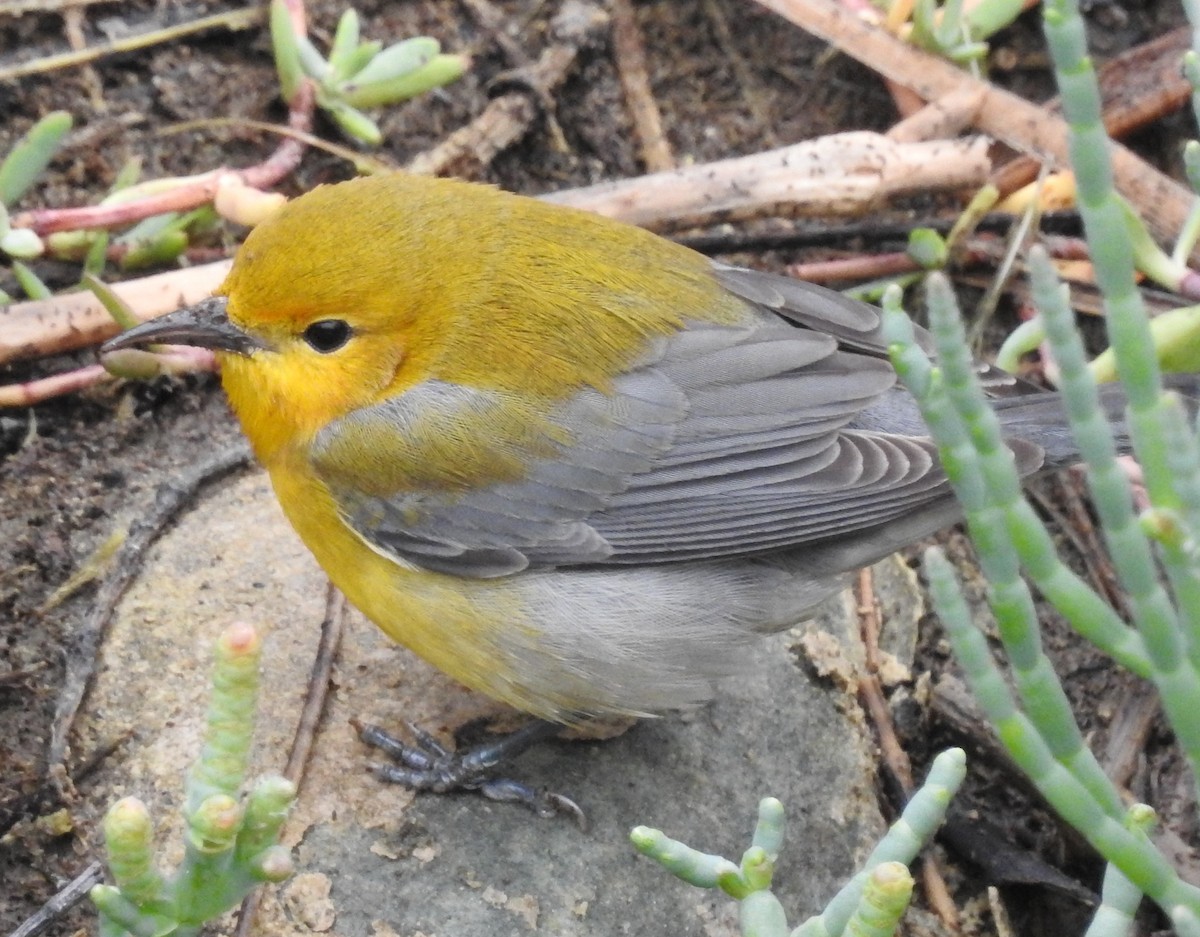 Prothonotary Warbler - ML38331881