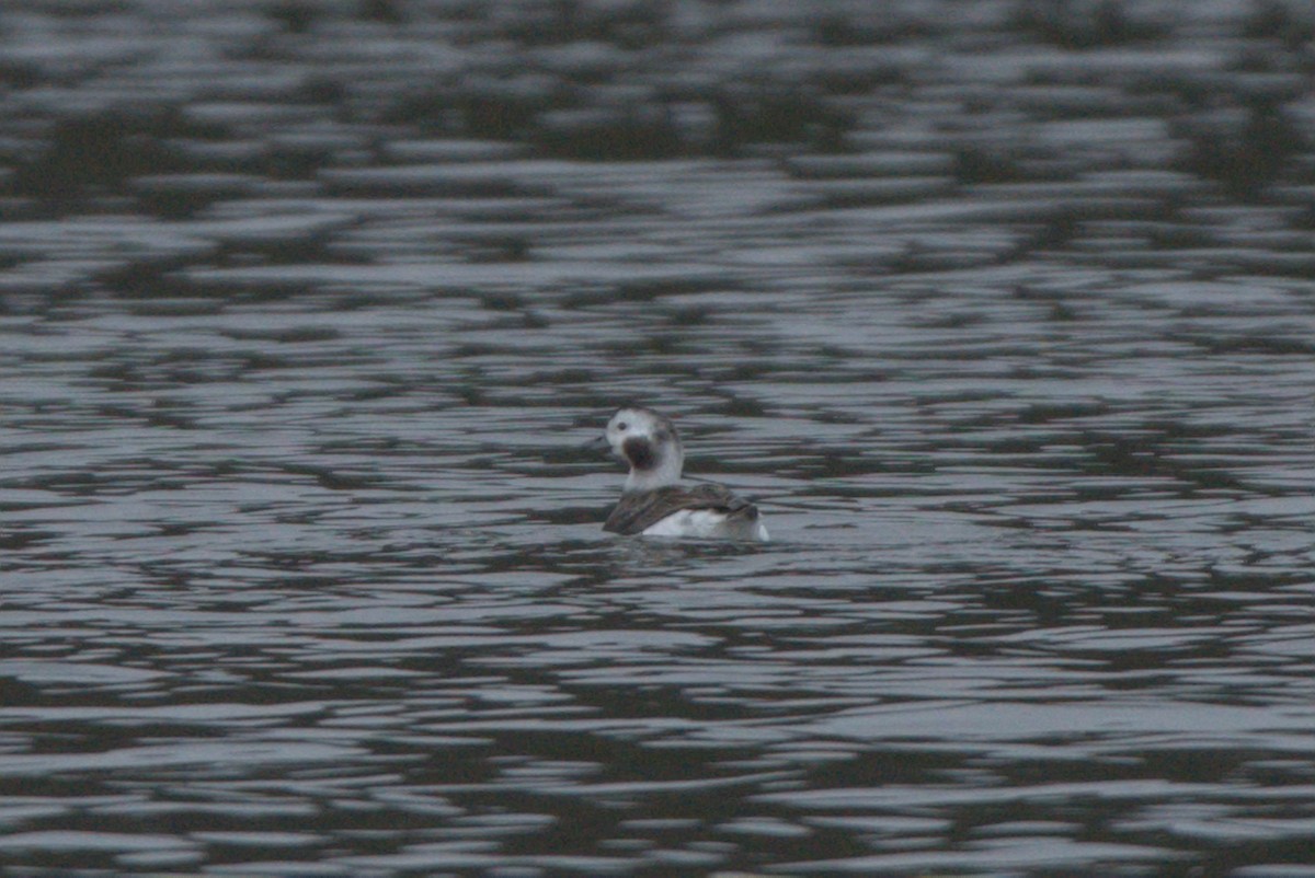 Long-tailed Duck - ML383319331