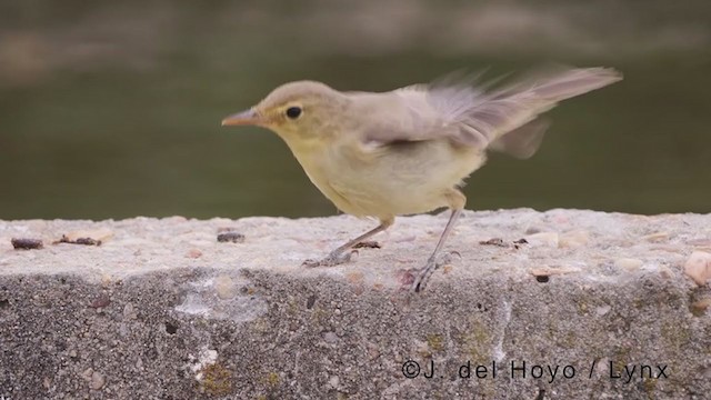 Melodious Warbler - ML383320171