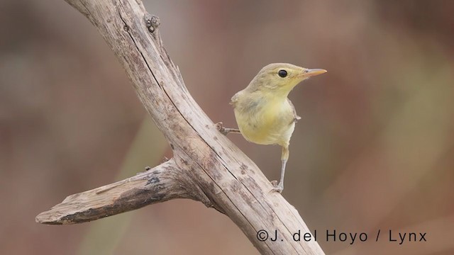 Melodious Warbler - ML383320971