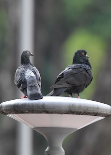 Rock Pigeon (Feral Pigeon), ML383322101