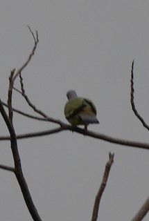Pink-necked Green-Pigeon, ML383322181