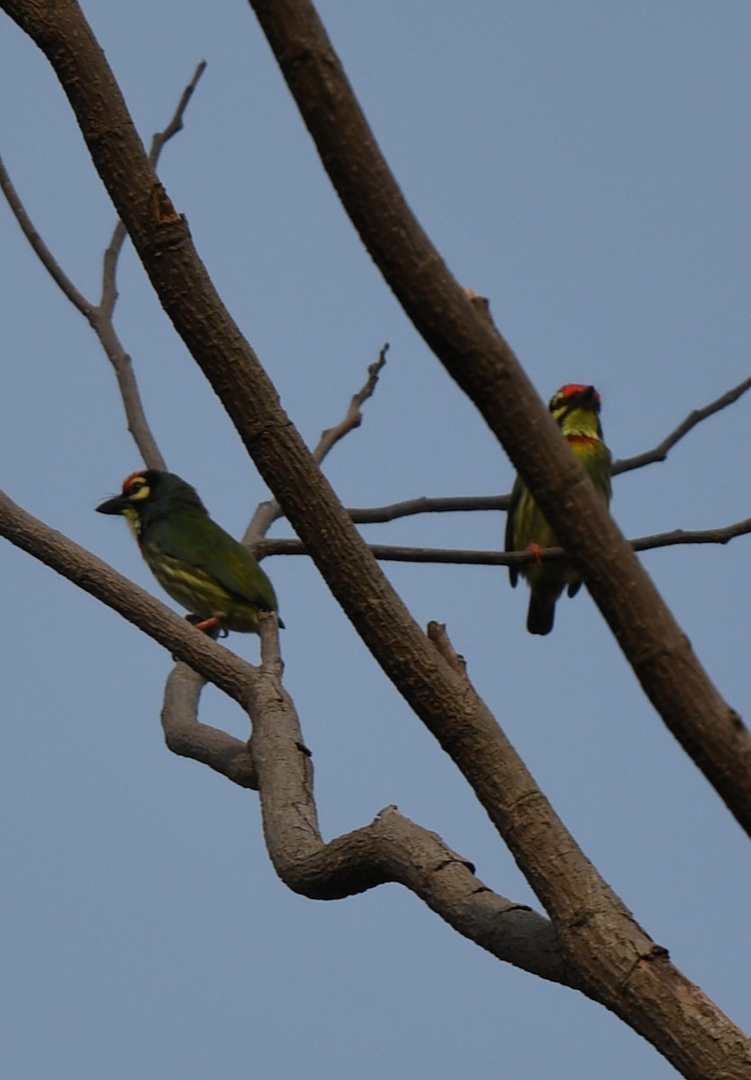 Coppersmith Barbet - norman wu
