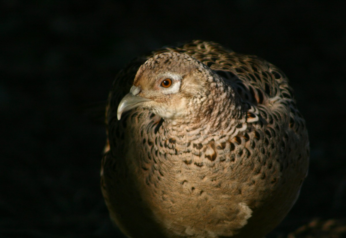Ring-necked Pheasant - ML38332341