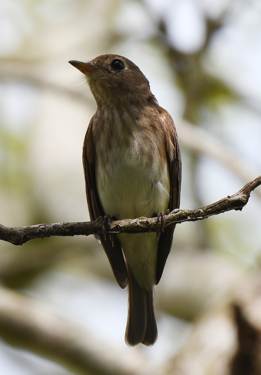 Brown-streaked Flycatcher - norman wu