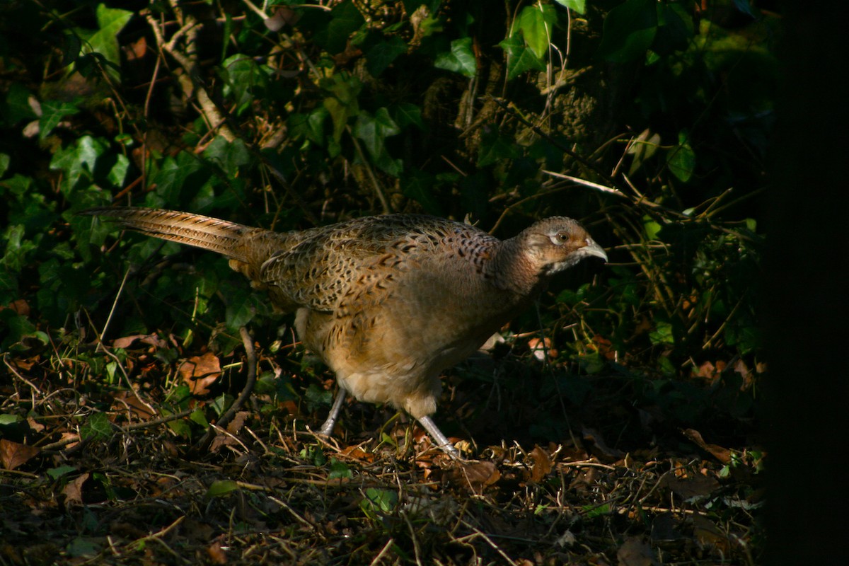 Ring-necked Pheasant - ML38332361