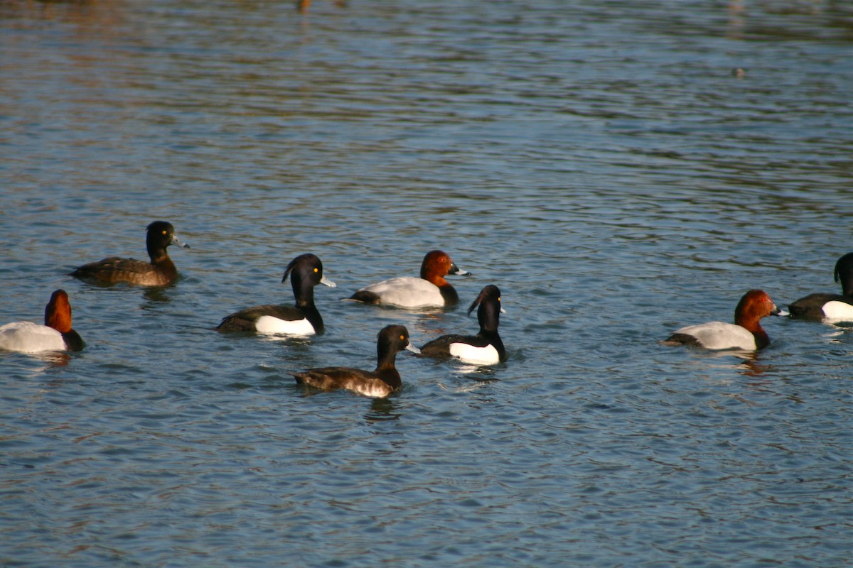 Tufted Duck - ML38332401