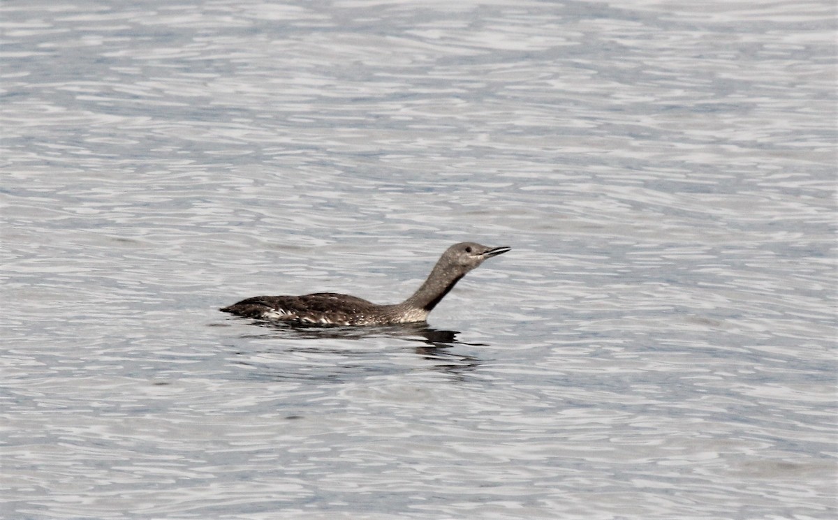 Red-throated Loon - ML383326631
