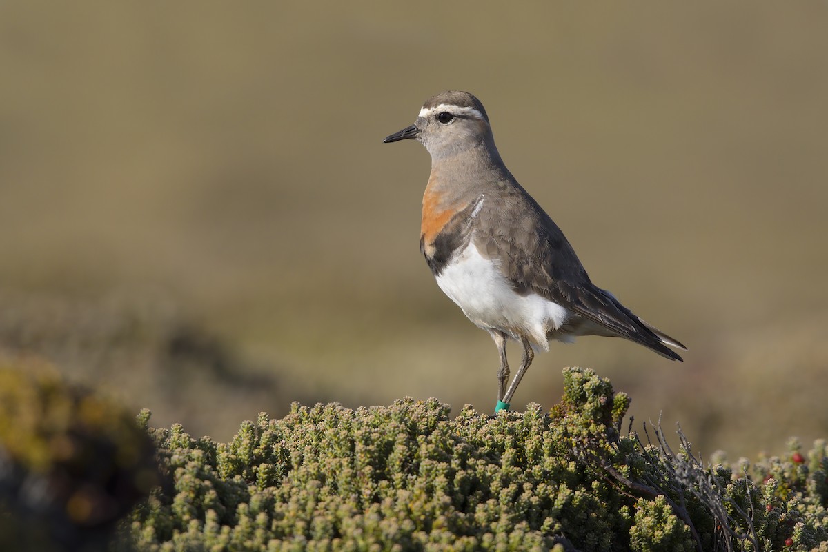 Rufous-chested Dotterel - ML383328871