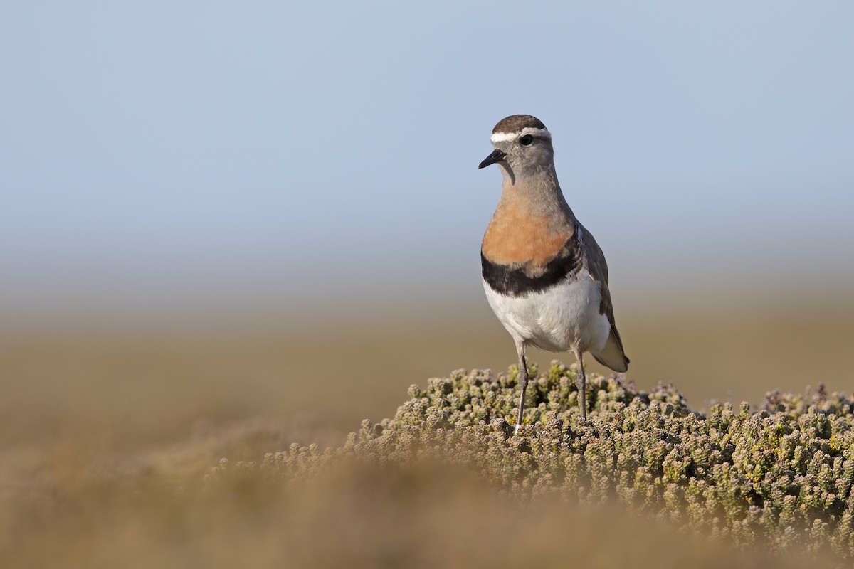 Rufous-chested Dotterel - ML383329051
