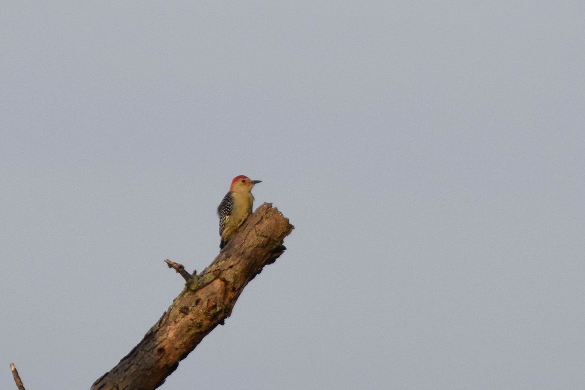 Red-bellied Woodpecker - ML38333231