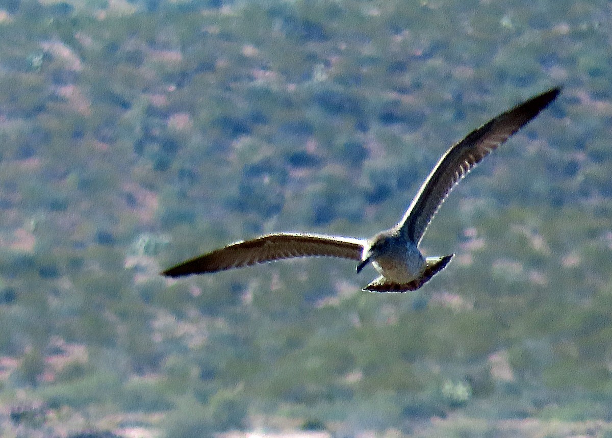 Lesser Black-backed Gull - David Pearson