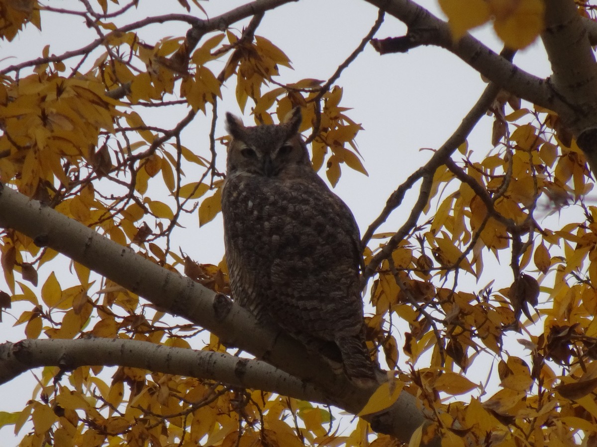 Great Horned Owl - ML383353811