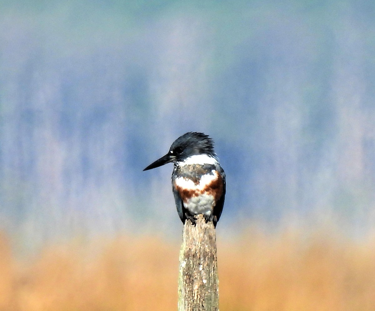 Belted Kingfisher - ML383353891