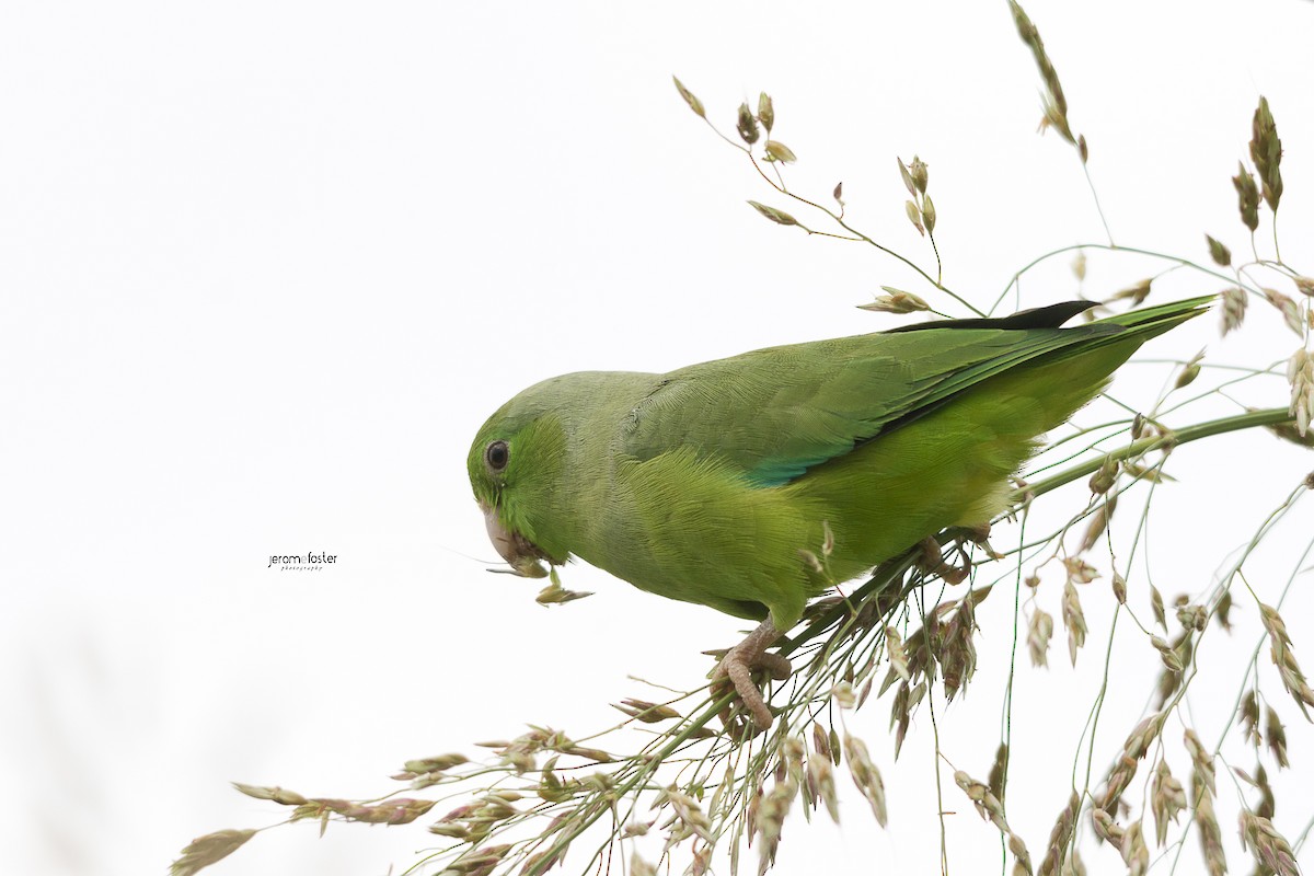 Yeşil Sokumlu Serçe Papağanı - ML38335461