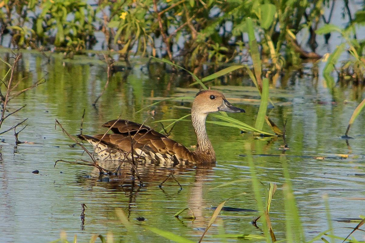 West Indian Whistling-Duck - ML383355861