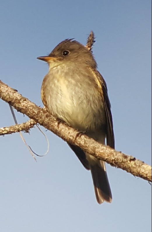 Eastern Wood-Pewee - Ritch Lilly