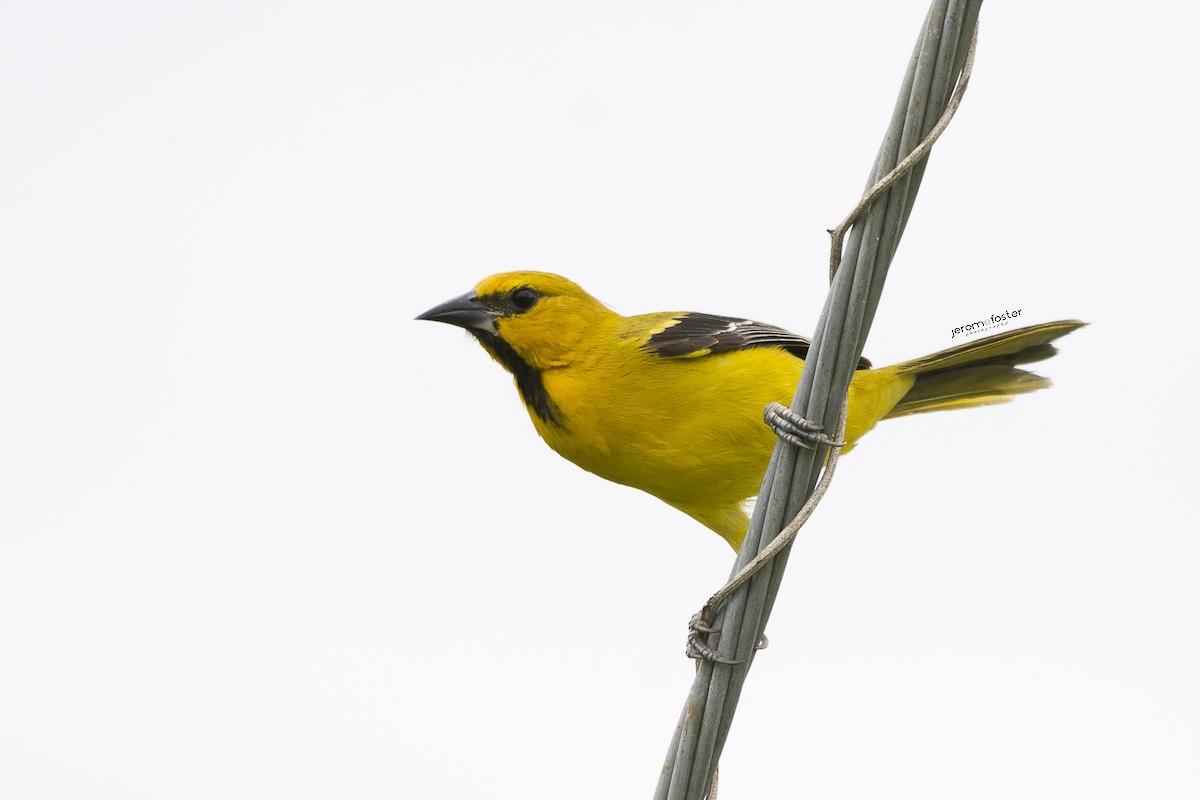 Yellow Oriole - Jerome Foster