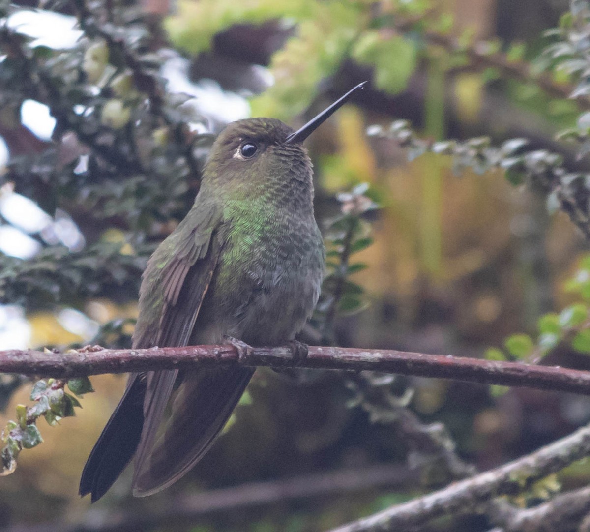 kolibřík zelenkavý - ML383365241
