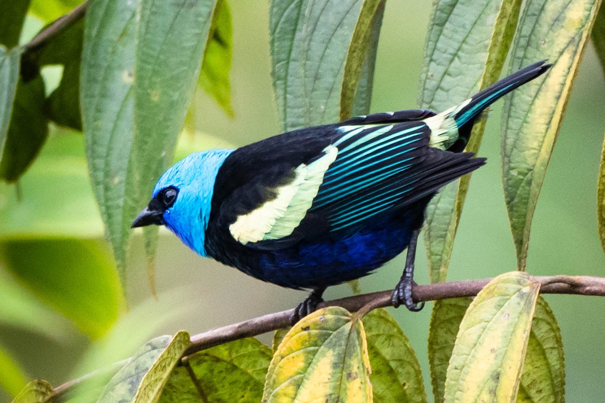 Blue-necked Tanager - ML383368151