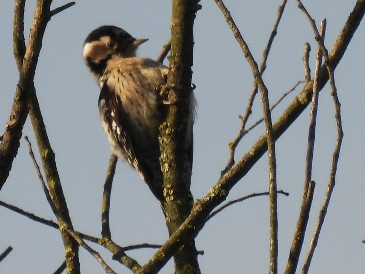 Lesser Spotted Woodpecker - ML383368431