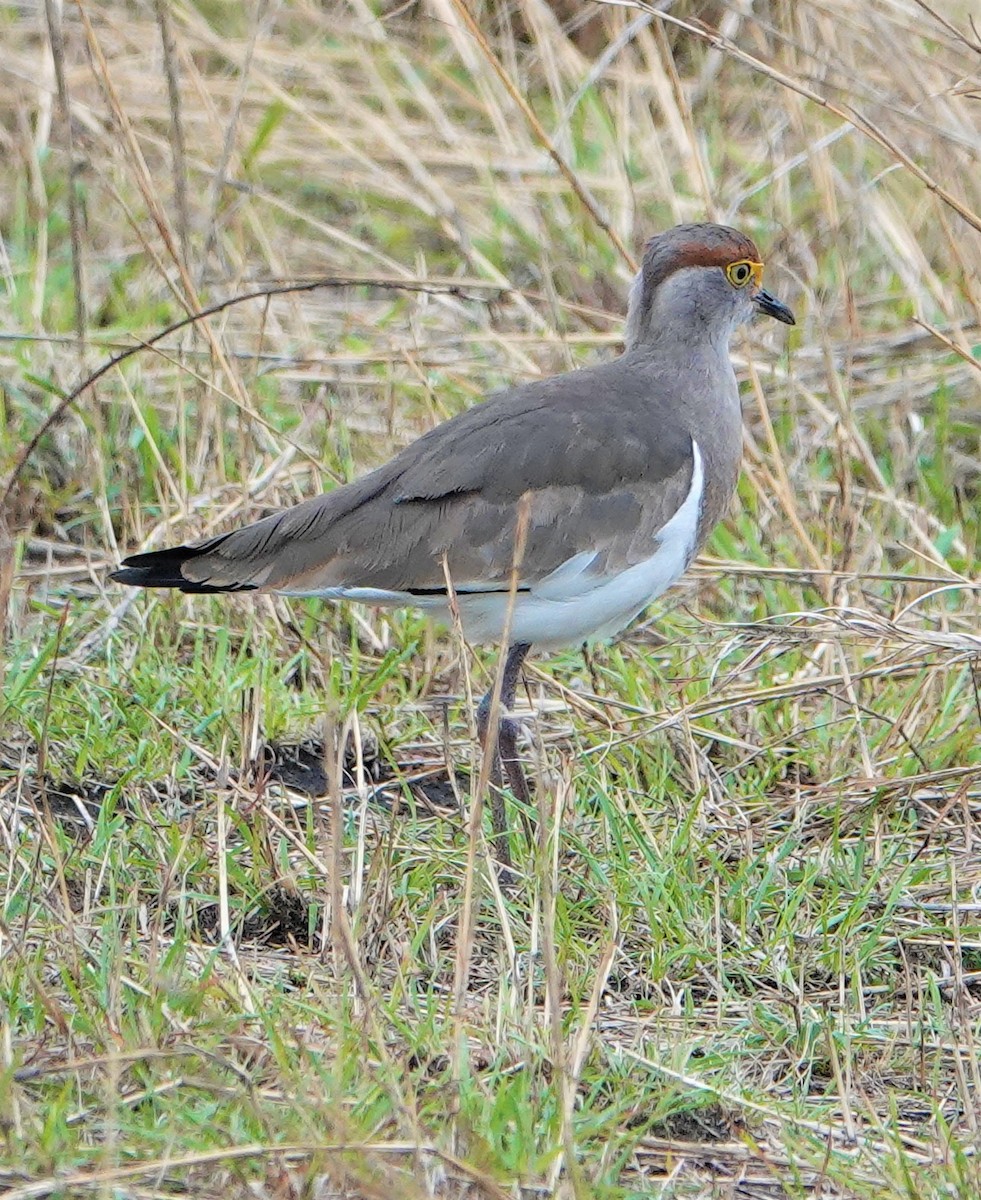 Brown-chested Lapwing - ML383371621