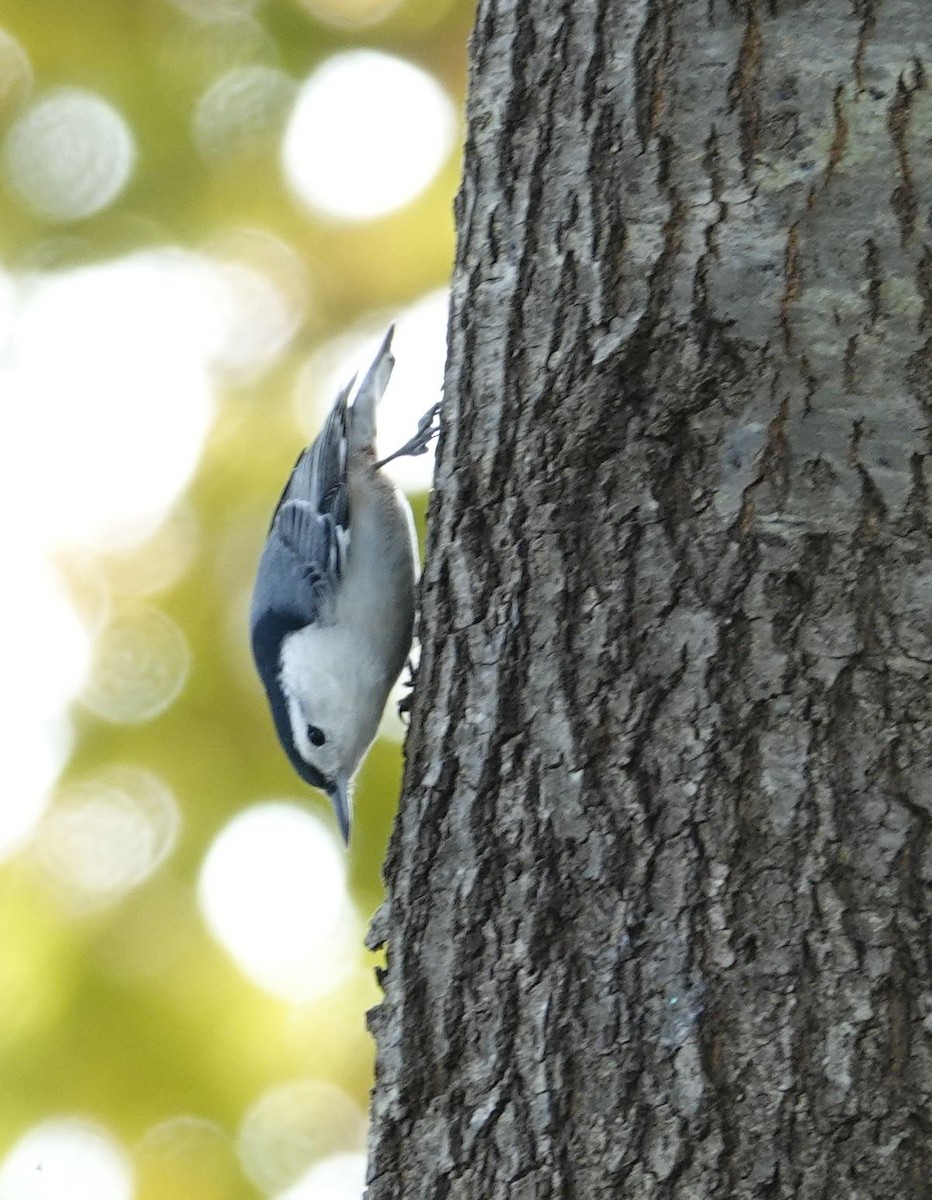 White-breasted Nuthatch - ML383377991