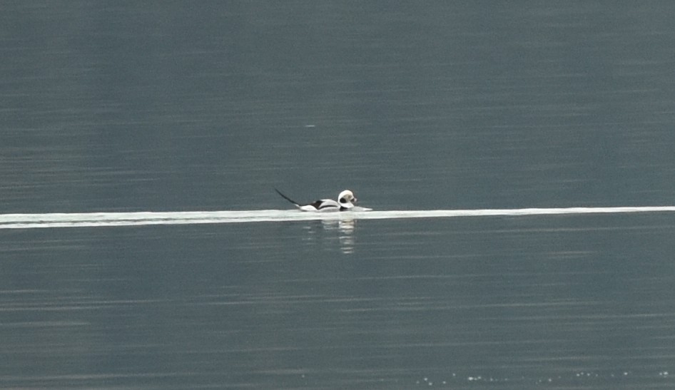 Long-tailed Duck - Blair Whyte