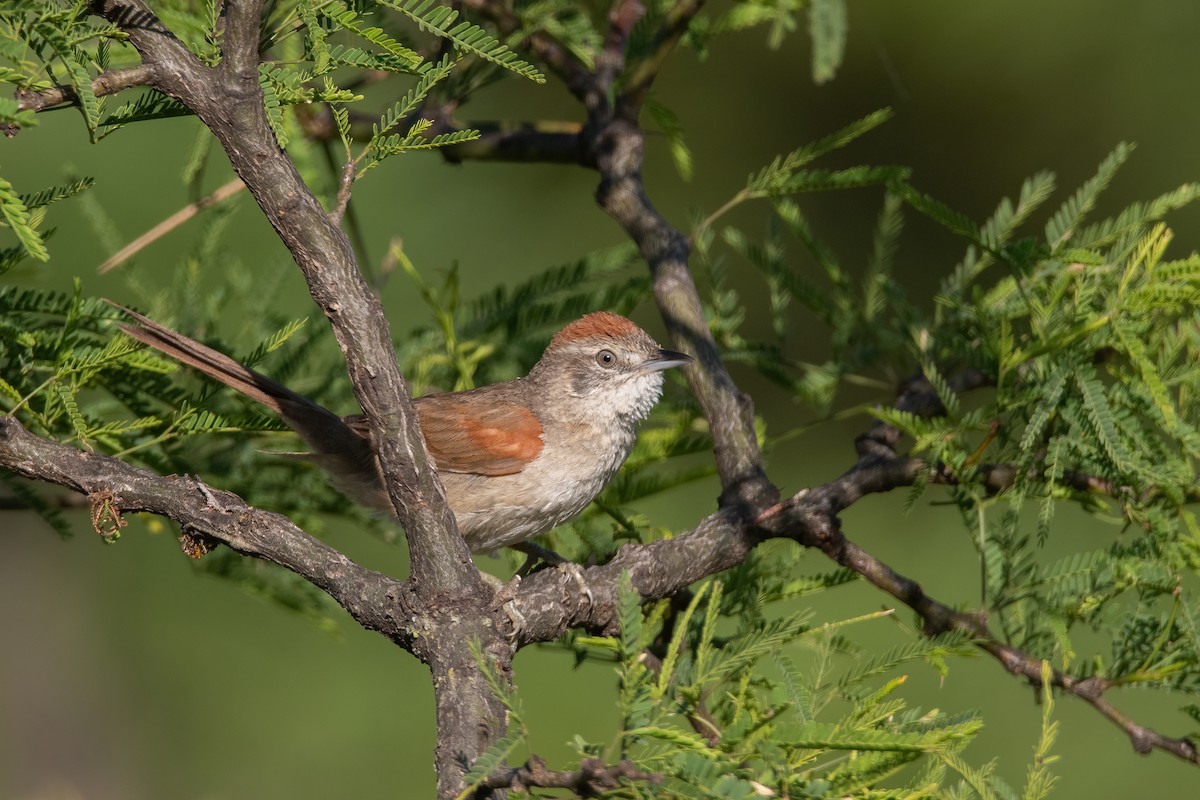 Pale-breasted Spinetail - ML383379231