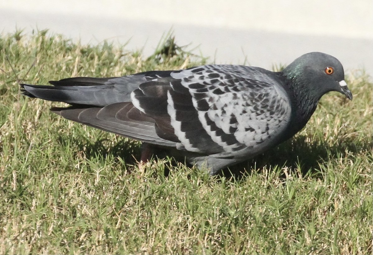 Rock Pigeon (Feral Pigeon) - William Matthews