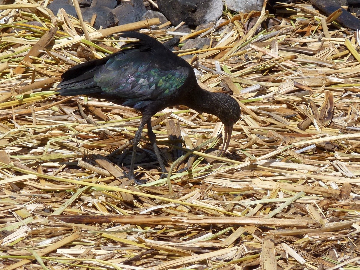ibis andský - ML383380161