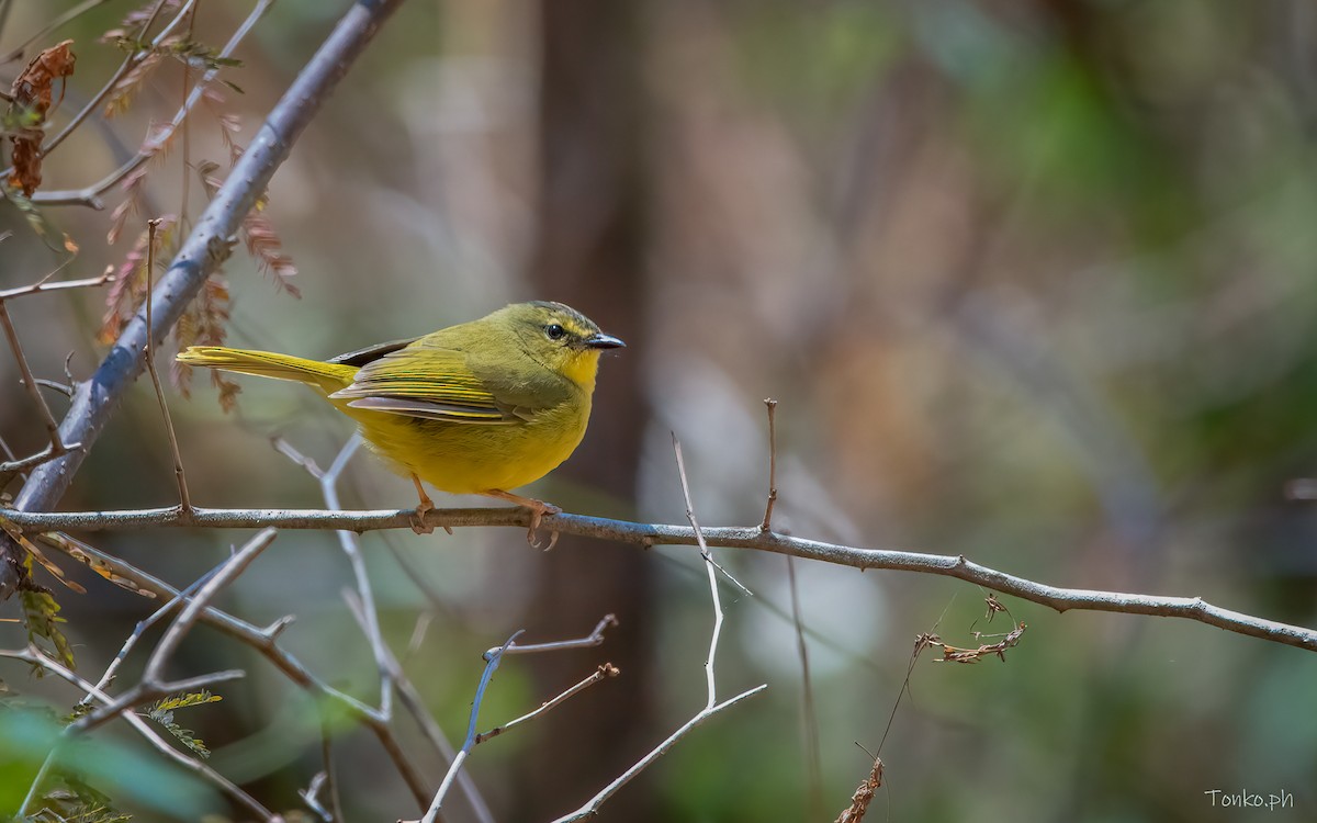 Two-banded Warbler - ML383380771