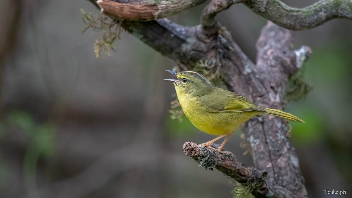 Two-banded Warbler - ML383380871